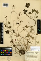 Isolectotype of Geranium humifusum Knuth [family GERANIACEAE]