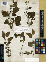 Syntype of Solanum aegyptiacum Forssk. [family SOLANACEAE]