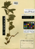 Type of Acalypha variabilis Klotzsch ex Baill. [family EUPHORBIACEAE]