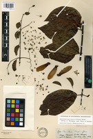 Isotype of Banisteriopsis caapi (Spruce ex Griseb.) C.V. Morton [family MALPIGHIACEAE]