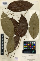 Type of Memecylon elmeri Merr. [family MELASTOMATACEAE]