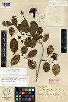 Holotype of Feijoa schenkiana Kiaersk. [family MYRTACEAE]
