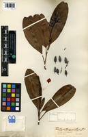 Isotype of Blastemanthus grandiflorus Spruce ex Engl. [family OCHNACEAE]