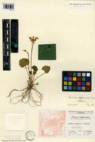 Syntype of Primula afghanica Wendelbo [family PRIMULACEAE]