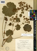 Isotype of Alchemilla acutiloba Steven forma typica Buser [family ROSACEAE]