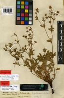 Isotype of Potentilla sterneri T. Gregor [family ROSACEAE]