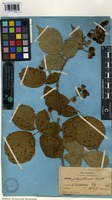 Syntype of Rubus polyanthemus Lindeb. [family ROSACEAE]