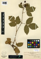 Isolectotype of Rubus plicatus Weihe forma incisa Lindeb. [family ROSACEAE]