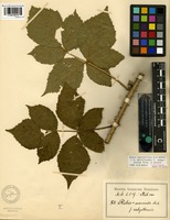 Lectotype of Rubus septifolius H.E. Weber [family ROSACEAE]