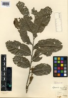 Syntype of Cupania rigida Radlk. [family SAPINDACEAE]