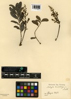 Syntype of Matayba leucodictya Radlk. [family SAPINDACEAE]