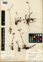 Isotype of Saxifraga cantabrica Boiss. and Reut. [family SAXIFRAGACEAE]