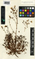 Syntype of Saxifraga paniculata Hornem. [family SAXIFRAGACEAE]