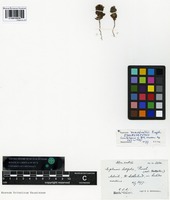 Isolectotype of Euphrasia marshallii Pugsley [family SCROPHULARIACEAE]