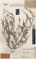 Isotype of Tephrosia kassasii Boulos [family FABACEAE (LEGUMINOSAE)]