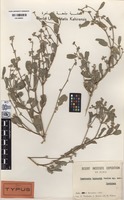 Isotype of Tephrosia kassasii Boulos [family FABACEAE (LEGUMINOSAE)]