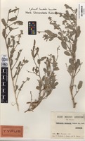 Isotype of Tephrosia kassasii Boulos [family FABACEAE (LEGUMINOSAE)]