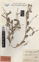 Isotype of Tephrosia kassasii Boulos [family FABACEAE (LEGUMINOSAE)]