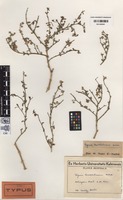 Isotype of Fagonia taeckholmiana Hadidi [family ZYGOPHYLLACEAE]