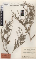 Isotype of Tephrosia kassasii Boulos [family FABACEAE (LEGUMINOSAE)]