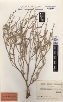 Isotype of Tephrosia kassasii Boulos [family FABACEAE (LEGUMINOSAE)]
