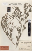 Holotype of Tephrosia kassasii Boulos [family FABACEAE (LEGUMINOSAE)]