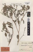 Isotype of Tephrosia kassasii Boulos [family FABACEAE (LEGUMINOSAE)]