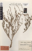 Isotype of Tephrosia kassasii Boulos [family FABACEAE (LEGUMINOSAE)]
