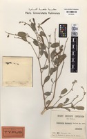 Isotype of Tephrosia kassasii Boulos [family FABACEAE (LEGUMINOSAE)]
