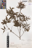 Isotype of Sarcotoechia serrata S.T.Reynolds [family SAPINDACEAE]