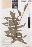 Isotype of Lepiderema hirsuta S.T.Reynolds [family SAPINDACEAE]