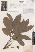 Isotype of Jagera discolor L.S.Sm. ex S.T.Reynolds [family SAPINDACEAE]