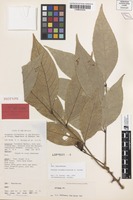 Isotype of Arytera novaebrittaniae H.Turner [family SAPINDACEAE]