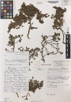Holotype of Coprosma niphophila Orchard [family RUBIACEAE]