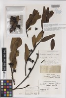 Isolectotype of Eucalyptus conglobata var. anceps R.Br. ex Maiden [family MYRTACEAE]
