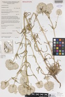 Holotype of Gomphrena rosula J.Palmer [family AMARANTHACEAE]
