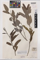 Isosyntype of Eucalyptus melanoxylon Maiden [family MYRTACEAE]