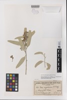 Isotype of Eucalyptus argillacea W.Fitzg. [family MYRTACEAE]