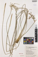 Isotype of Juncus continuus L.A.S.Johnson [family JUNCACEAE]