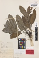 Isotype of Rhysotoechia multiscapa Etman [family SAPINDACEAE]