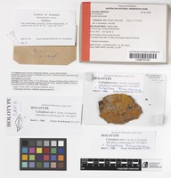 Holotype of Caloplaca eos S.Y.Kondr. & Karnefelt [family TELOSCHISTACEAE]