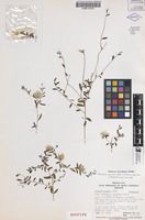 Isotype of Ptilotus symonii Benl [family AMARANTHACEAE]