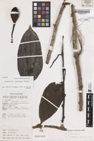 Isotype of Aristolochia goliathiana Mich.J.Parsons [family ARISTOLOCHIACEAE]