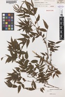 Isotype of Sarcotoechia serrata S.T.Reynolds [family SAPINDACEAE]