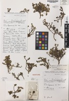 Isotype of Coprosma niphophila Orchard [family RUBIACEAE]
