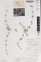 Isotype of Gomphrena humifusa J.Palmer [family AMARANTHACEAE]