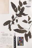 Isotype of Elattostachys microcarpa S.T.Reynolds [family SAPINDACEAE]