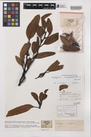 Isosyntype of Eucalyptus dumosa var. conglobata R.Br. ex Benth. [family MYRTACEAE]