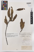 Isolectotype of Eucalyptus conglobata var. anceps R.Br. ex Maiden [family MYRTACEAE]