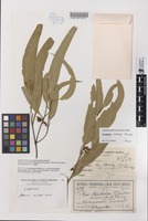Isotype of Eucalyptus blakelyi var. parvifructa Blakely [family MYRTACEAE]
